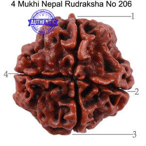 4 Mukhi Rudraksha from Nepal - Bead No. 206
