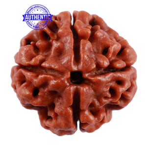 4 Mukhi Rudraksha from Nepal - Bead No. 20