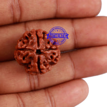 Load image into Gallery viewer, 4 Mukhi Rudraksha from Nepal - Bead No. 20
