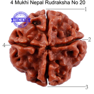4 Mukhi Rudraksha from Nepal - Bead No. 20