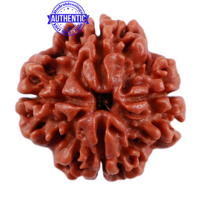 4 Mukhi Rudraksha from Nepal - Bead No. 234