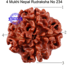 Load image into Gallery viewer, 4 Mukhi Rudraksha from Nepal - Bead No. 234
