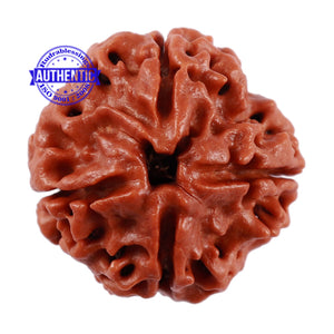 4 Mukhi Rudraksha from Nepal - Bead No. 3