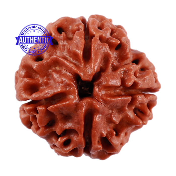 4 Mukhi Rudraksha from Nepal - Bead No. 3