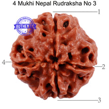 Load image into Gallery viewer, 4 Mukhi Rudraksha from Nepal - Bead No. 3
