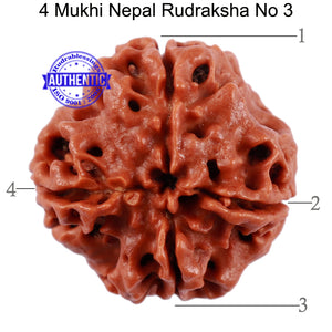 4 Mukhi Rudraksha from Nepal - Bead No. 3