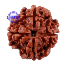 Load image into Gallery viewer, 4 Mukhi Rudraksha from Nepal - Bead No. 6
