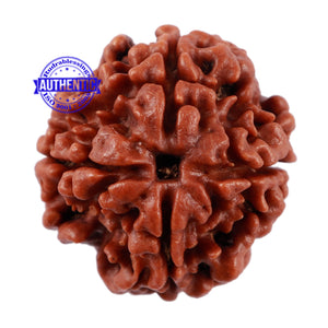 4 Mukhi Rudraksha from Nepal - Bead No. 6