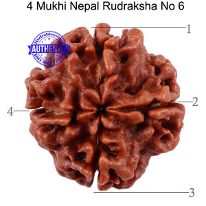 4 Mukhi Rudraksha from Nepal - Bead No. 6