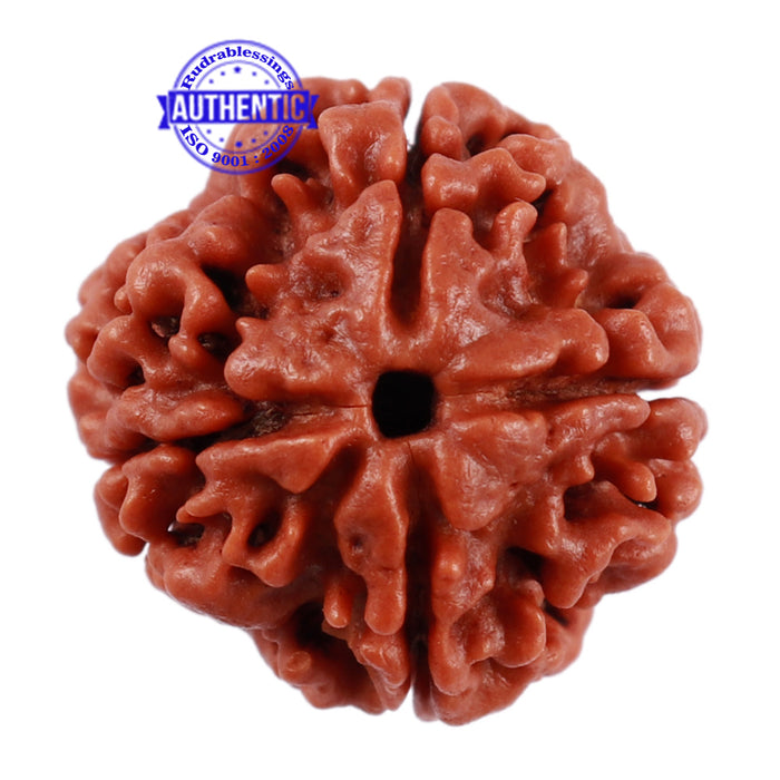 4 Mukhi Rudraksha from Nepal - Bead No. 7