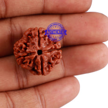 Load image into Gallery viewer, 4 Mukhi Rudraksha from Nepal - Bead No. 7
