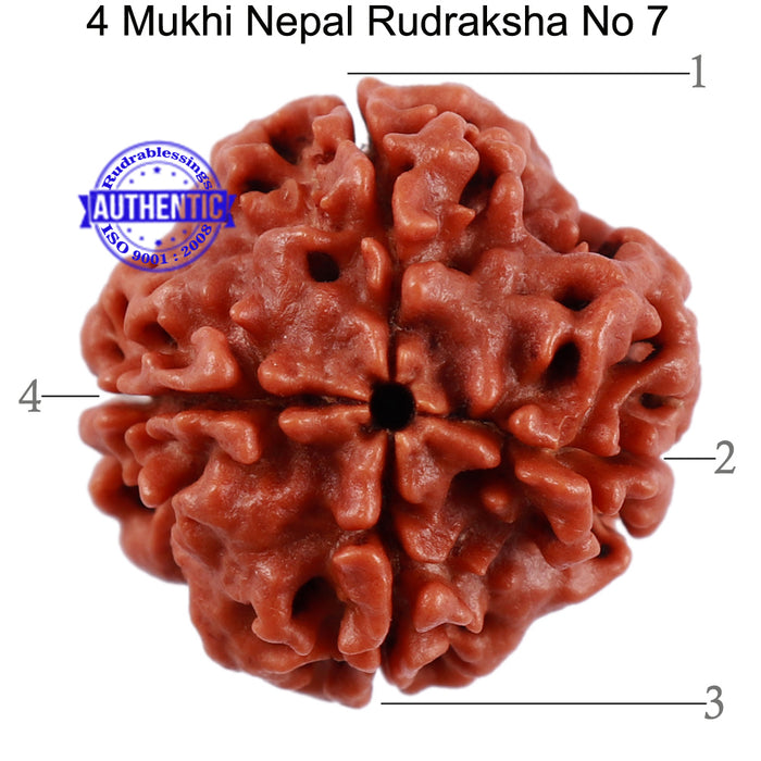 4 Mukhi Rudraksha from Nepal - Bead No. 7