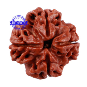 4 Mukhi Rudraksha from Nepal - Bead No. 9