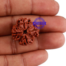 Load image into Gallery viewer, 4 Mukhi Rudraksha from Nepal - Bead No. 9

