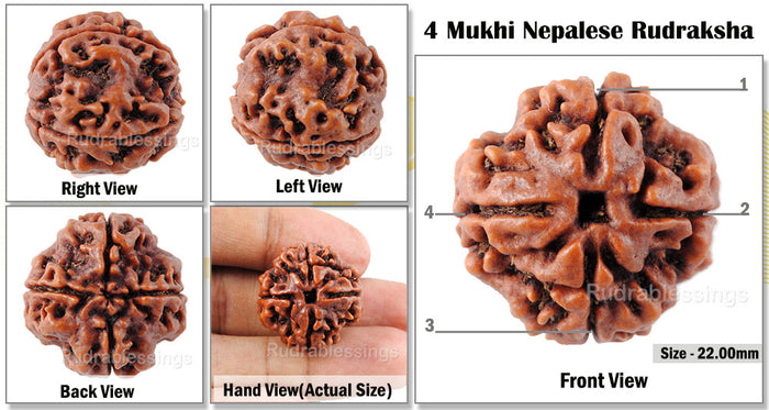 4 Mukhi Rudraksha from Nepal - Bead No. 41