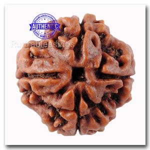 4 Mukhi Rudraksha from Nepal - Bead No. 41
