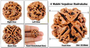 4 Mukhi Rudraksha from Nepal - Bead No. 66