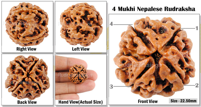 4 Mukhi Rudraksha from Nepal - Bead No. 66