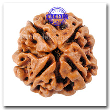 Load image into Gallery viewer, 4 Mukhi Rudraksha from Nepal - Bead No. 66

