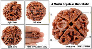 4 Mukhi Rudraksha from Nepal - Bead No. 74