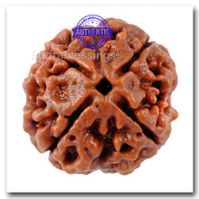 Load image into Gallery viewer, 4 Mukhi Rudraksha from Nepal - Bead No. 74
