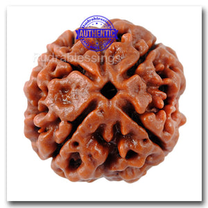 4 Mukhi Rudraksha from Nepal - Bead No. 74