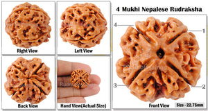 4 Mukhi Rudraksha from Nepal - Bead No. 79