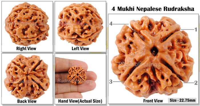 4 Mukhi Rudraksha from Nepal - Bead No. 79