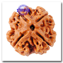 Load image into Gallery viewer, 4 Mukhi Rudraksha from Nepal - Bead No. 79
