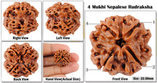 Load image into Gallery viewer, 4 Mukhi Rudraksha from Nepal - Bead No. 87
