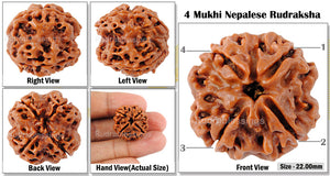 4 Mukhi Rudraksha from Nepal - Bead No. 87