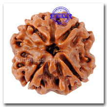 Load image into Gallery viewer, 4 Mukhi Rudraksha from Nepal - Bead No. 87
