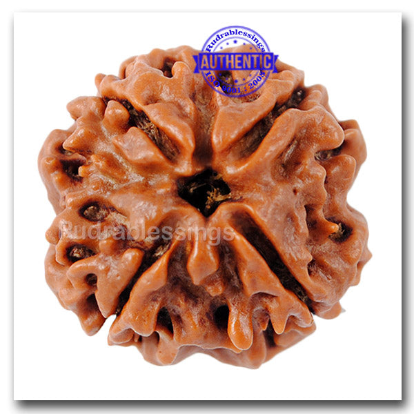 4 Mukhi Rudraksha from Nepal - Bead No. 87