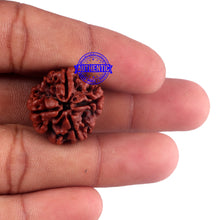 Load image into Gallery viewer, 4 Mukhi Rudraksha from Nepal - Bead No. 48
