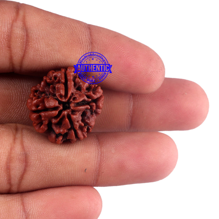 4 Mukhi Rudraksha from Nepal - Bead No. 48