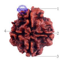 Load image into Gallery viewer, 4 Mukhi Rudraksha from Nepal - Bead No. 49
