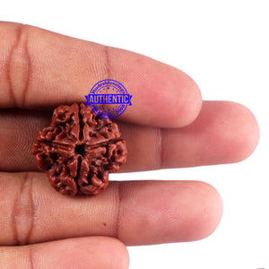 4 Mukhi Rudraksha from Nepal - Bead No. 50