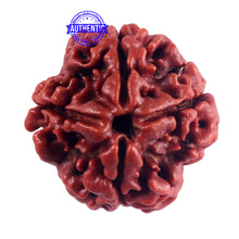 Load image into Gallery viewer, 4 Mukhi Rudraksha from Nepal - Bead No. 50
