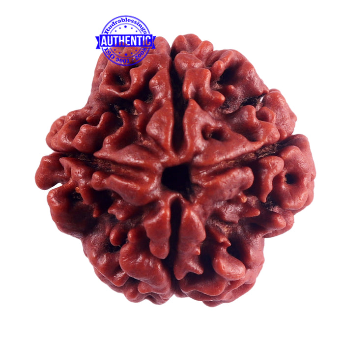 4 Mukhi Rudraksha from Nepal - Bead No. 50