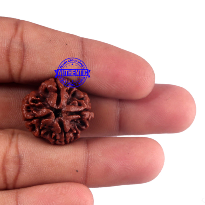 4 Mukhi Rudraksha from Nepal - Bead No. 51