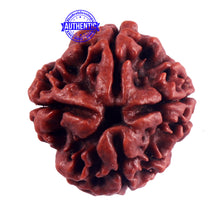 Load image into Gallery viewer, 4 Mukhi Rudraksha from Nepal - Bead No. 51
