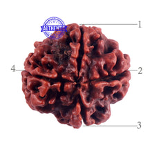 Load image into Gallery viewer, 4 Mukhi Rudraksha from Nepal - Bead No. 51
