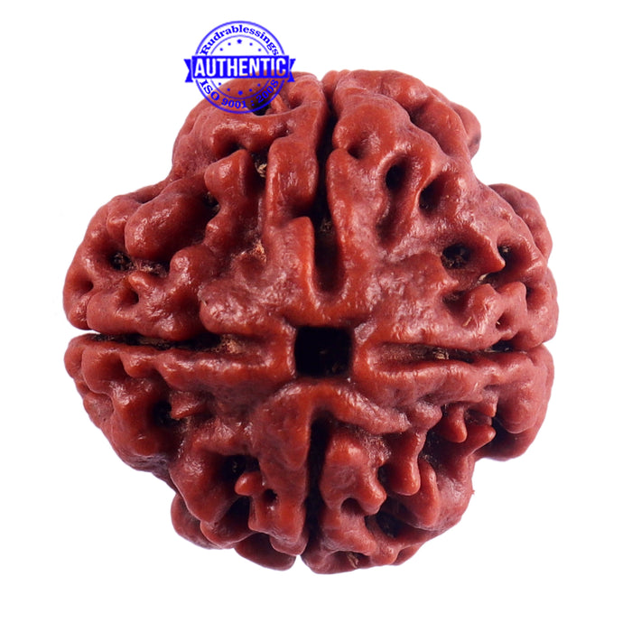 4 Mukhi Rudraksha from Nepal - Bead No. 52
