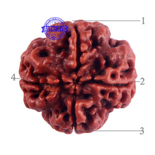 Load image into Gallery viewer, 4 Mukhi Rudraksha from Nepal - Bead No. 52
