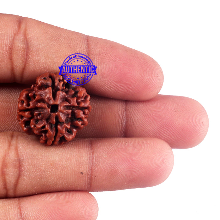 4 Mukhi Rudraksha from Nepal - Bead No. 54