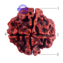 Load image into Gallery viewer, 4 Mukhi Rudraksha from Nepal - Bead No. 54
