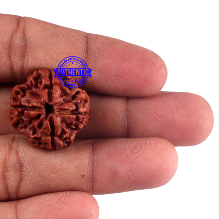 4 Mukhi Rudraksha from Nepal - Bead No. 56
