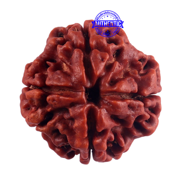 4 Mukhi Rudraksha from Nepal - Bead No. 56