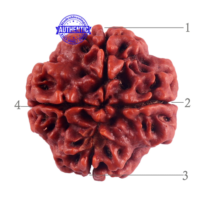 4 Mukhi Rudraksha from Nepal - Bead No. 56