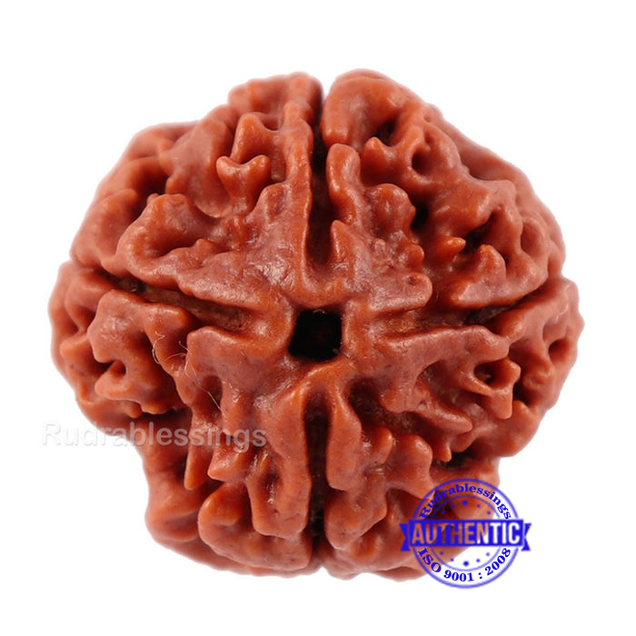 4 Mukhi Rudraksha from Nepal - Bead No. 190